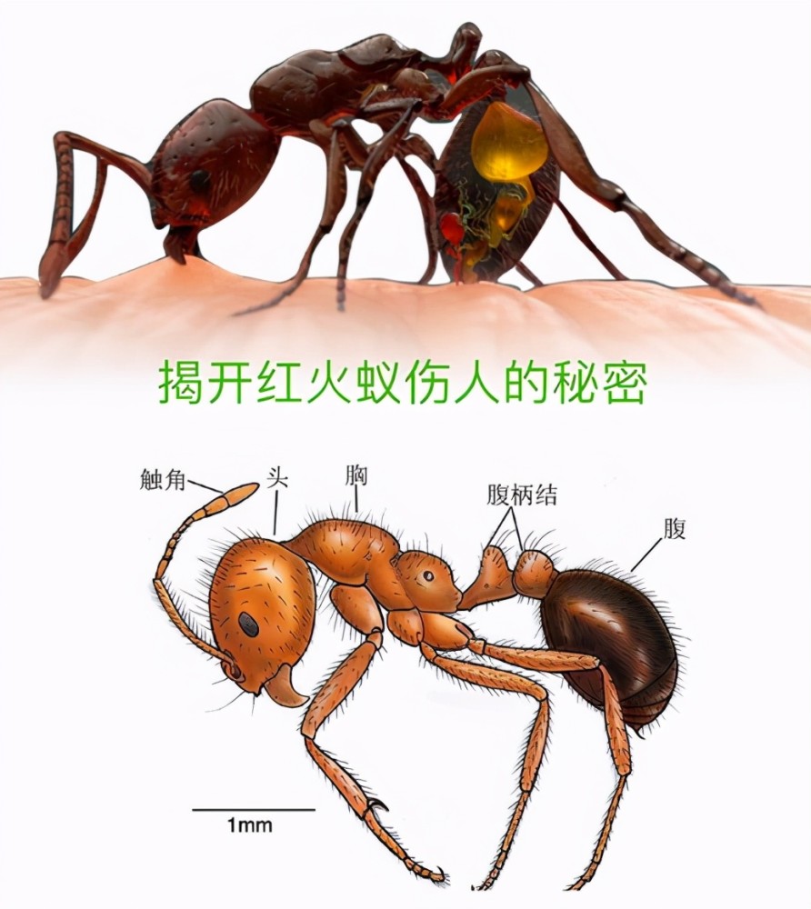 红火蚁图片 天敌图片