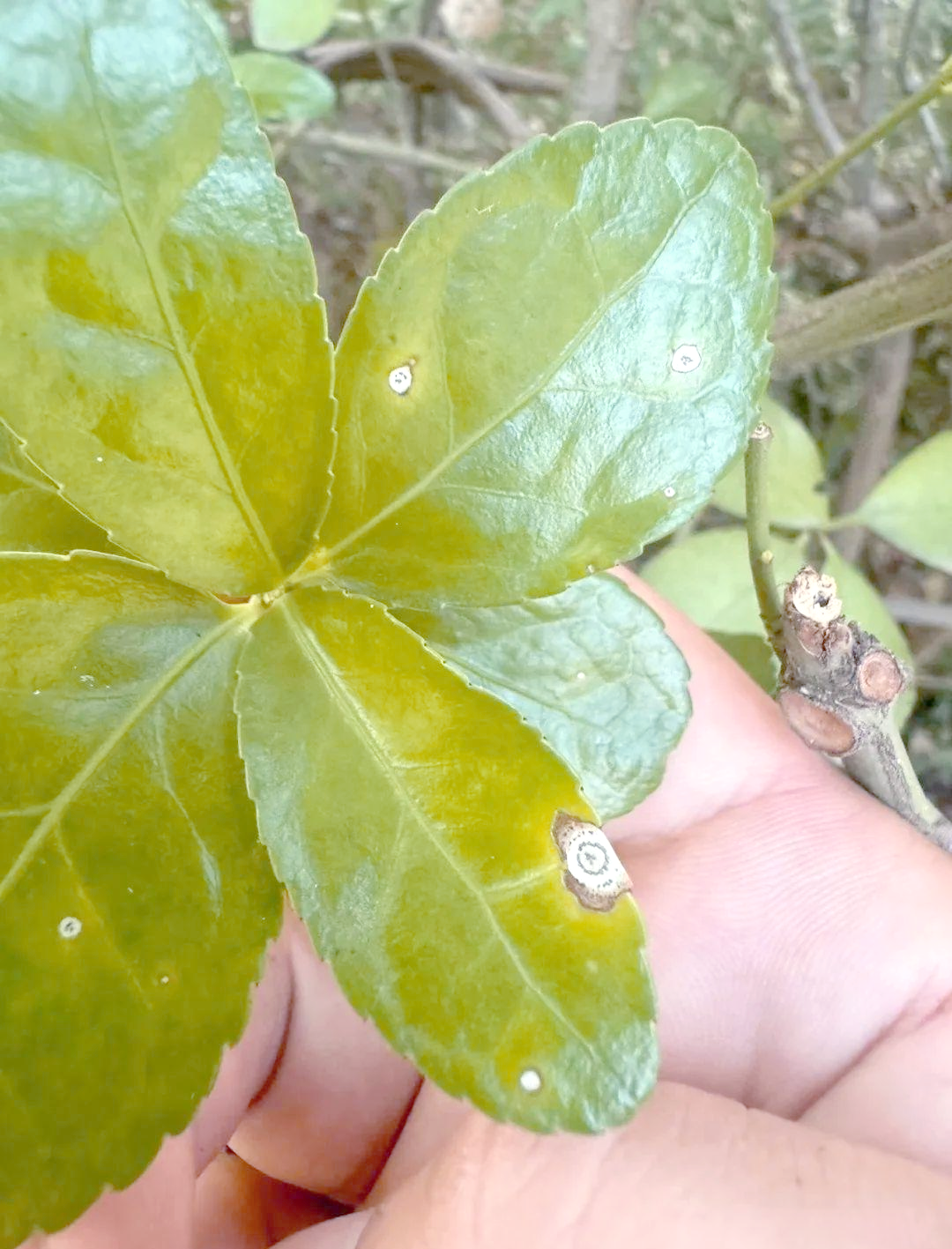 黄杨炭疽病全面防治策略,保障植物健康生长