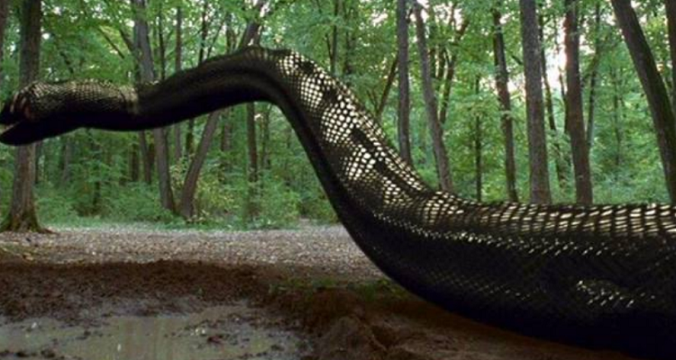 地球上最大的一条蛇图片