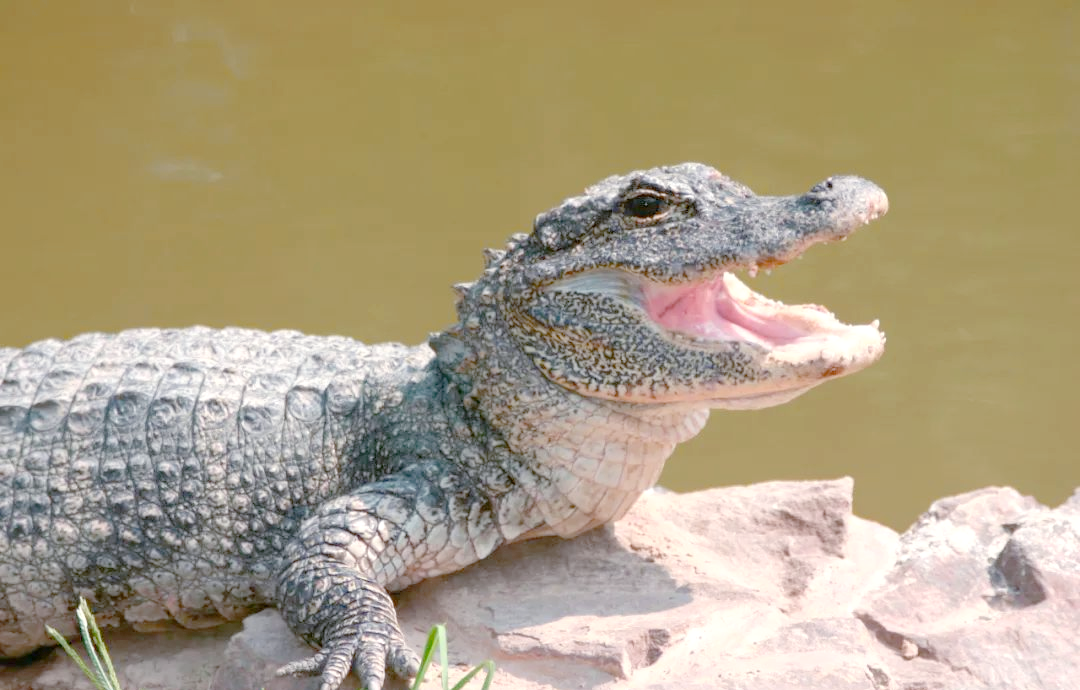 扬子鳄:我是真实的鳄鱼,不是假的!