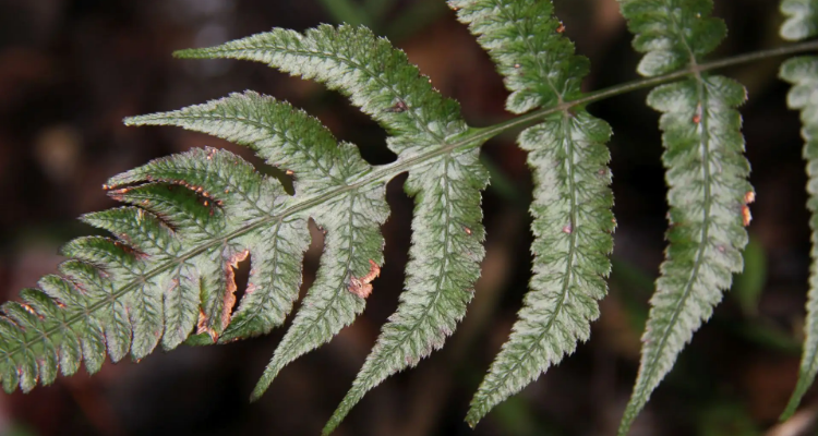 种子蕨的分类采用形态分类方法