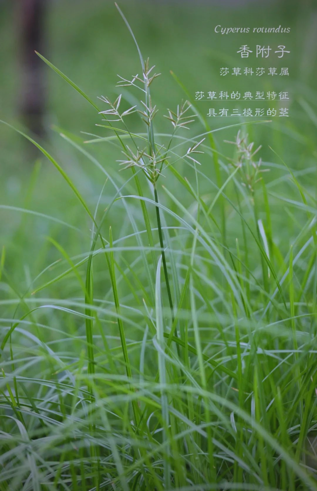 油豆:一种多功能的莎草科植物,曾拍成纪录片全国公演,如今却逐渐被