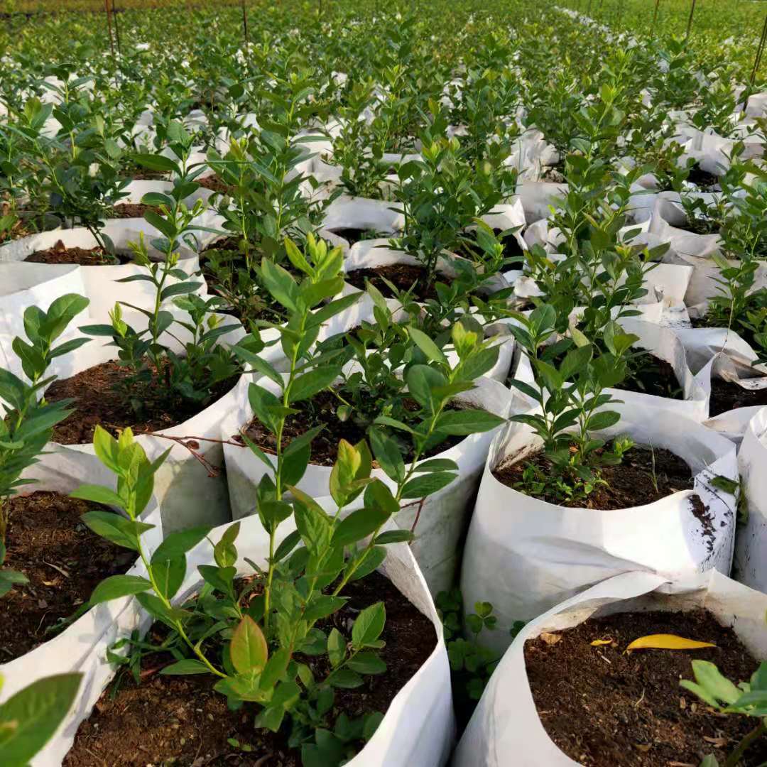 出售 蓝莓苗 组培蓝莓苗批发基地 银悦苗木 带杯发货 成活率高