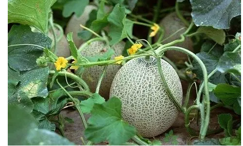 哈蜜瓜是长在地上还是长在树上