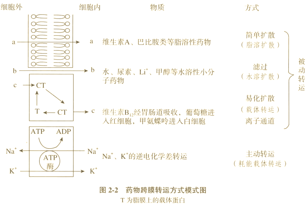 药物代谢动力学详解:从吸收,分布到排泄的全程解析