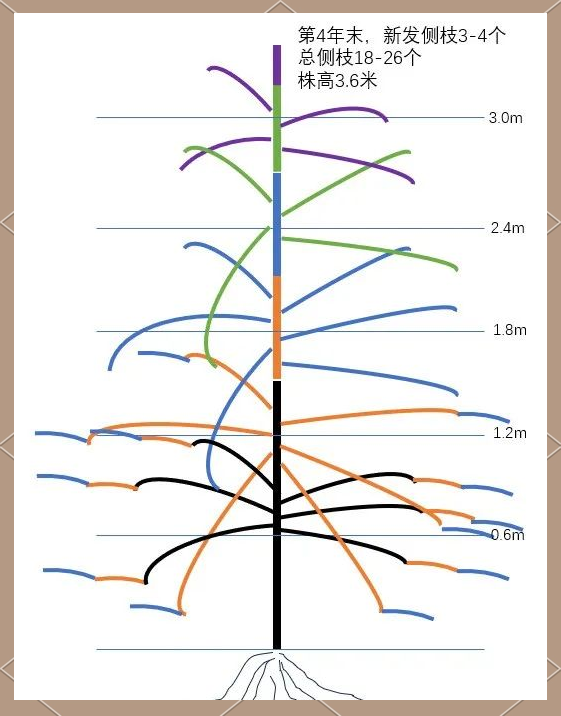 车厘子种植管理与高纺锤树形产量提升方法