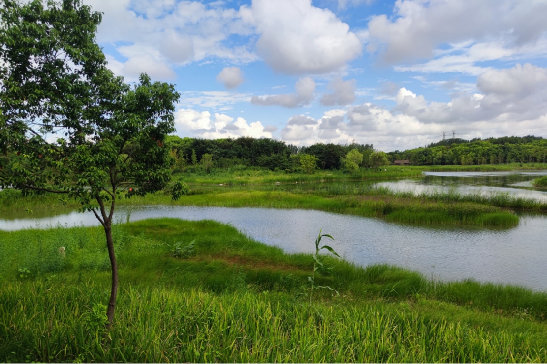 【探索】"人与自然和谐共生"的城市绿地,需要怎样的设计