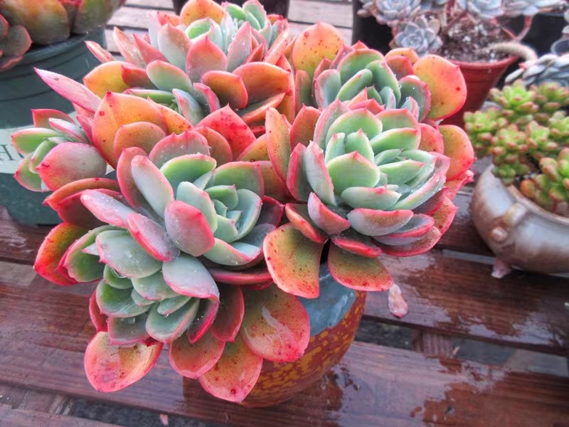 坐标江苏,今年最美的多肉就是"绮罗",养3年成大老桩