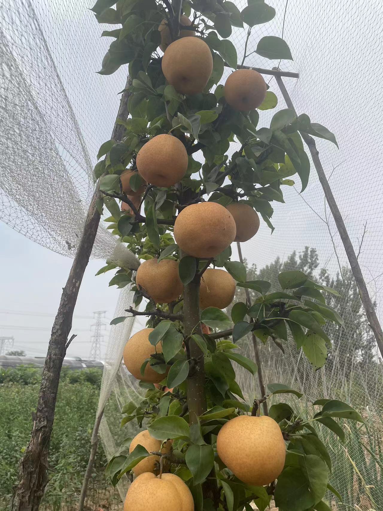 柱状梨树苗品种介绍,主干形结果的蜜梨