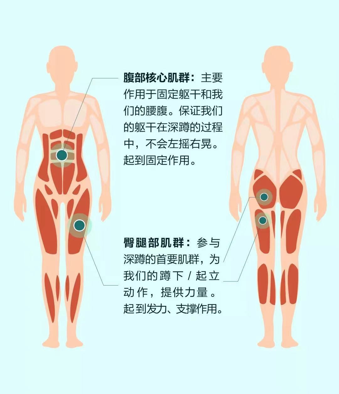 深蹲锻炼的肌肉群详图图片