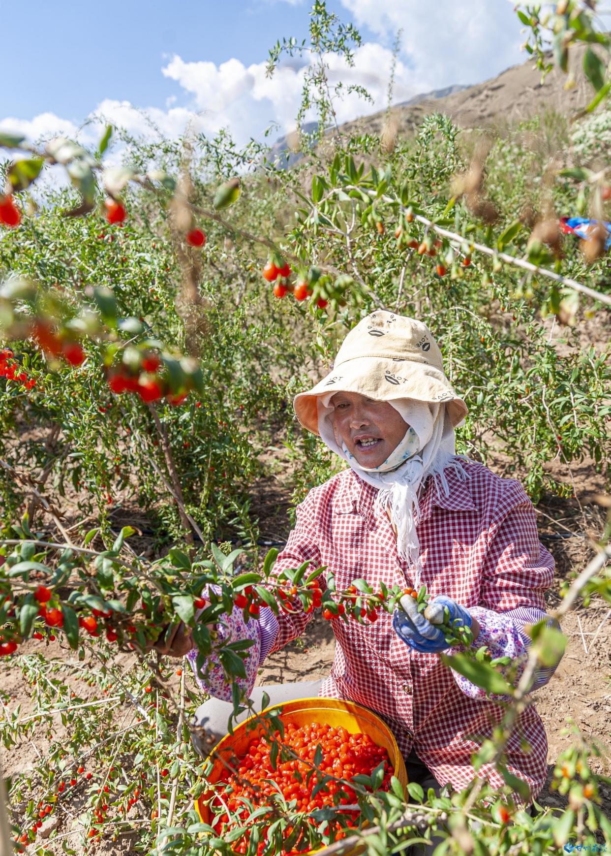 张掖甘州:山乡枸杞喜丰收