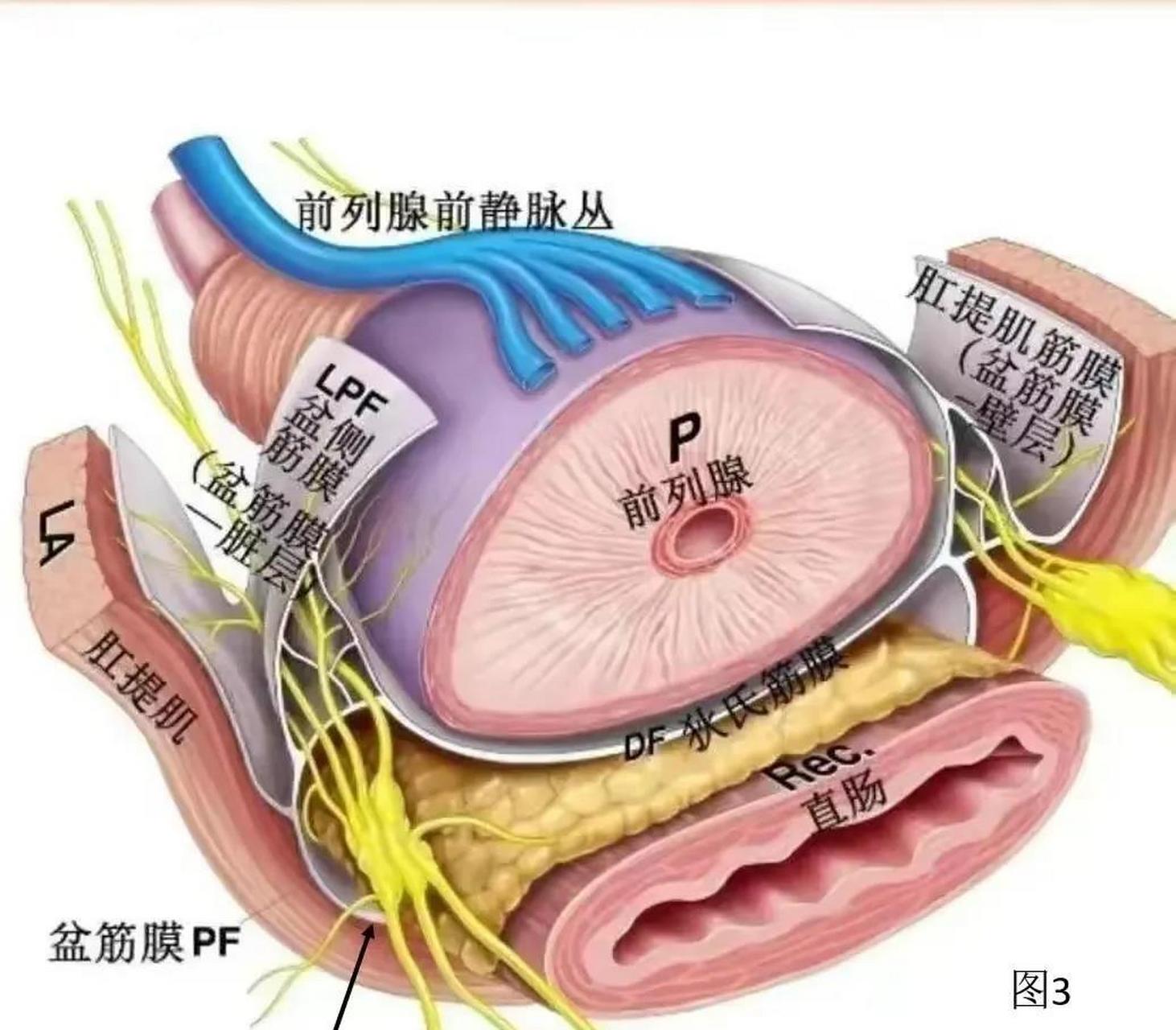 前列腺外周带解剖图图片