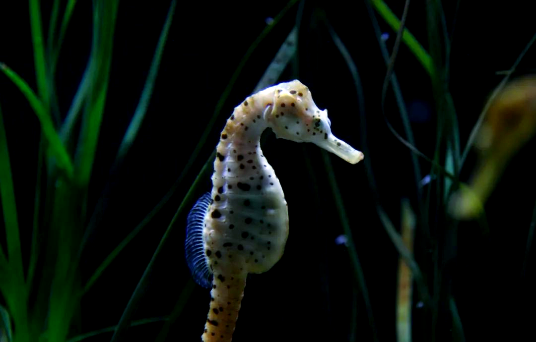 科普海洋探秘:海马的多样性与独特之处
