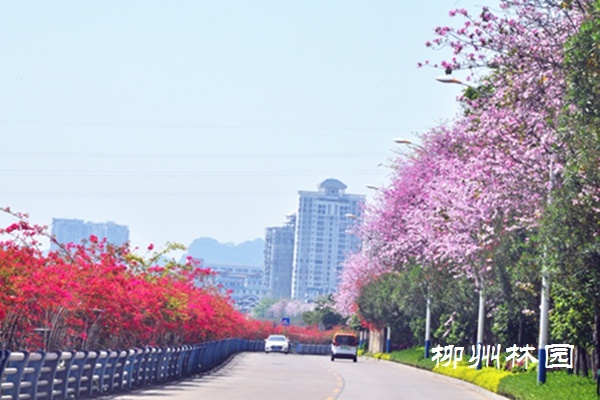 柳州市滨江东路风光无限好