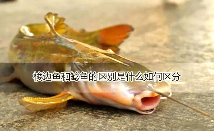鲶鱼与梭边鱼的差异及区分方法