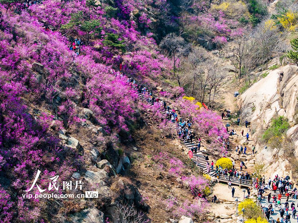 山东青岛:大珠山杜鹃花盛开