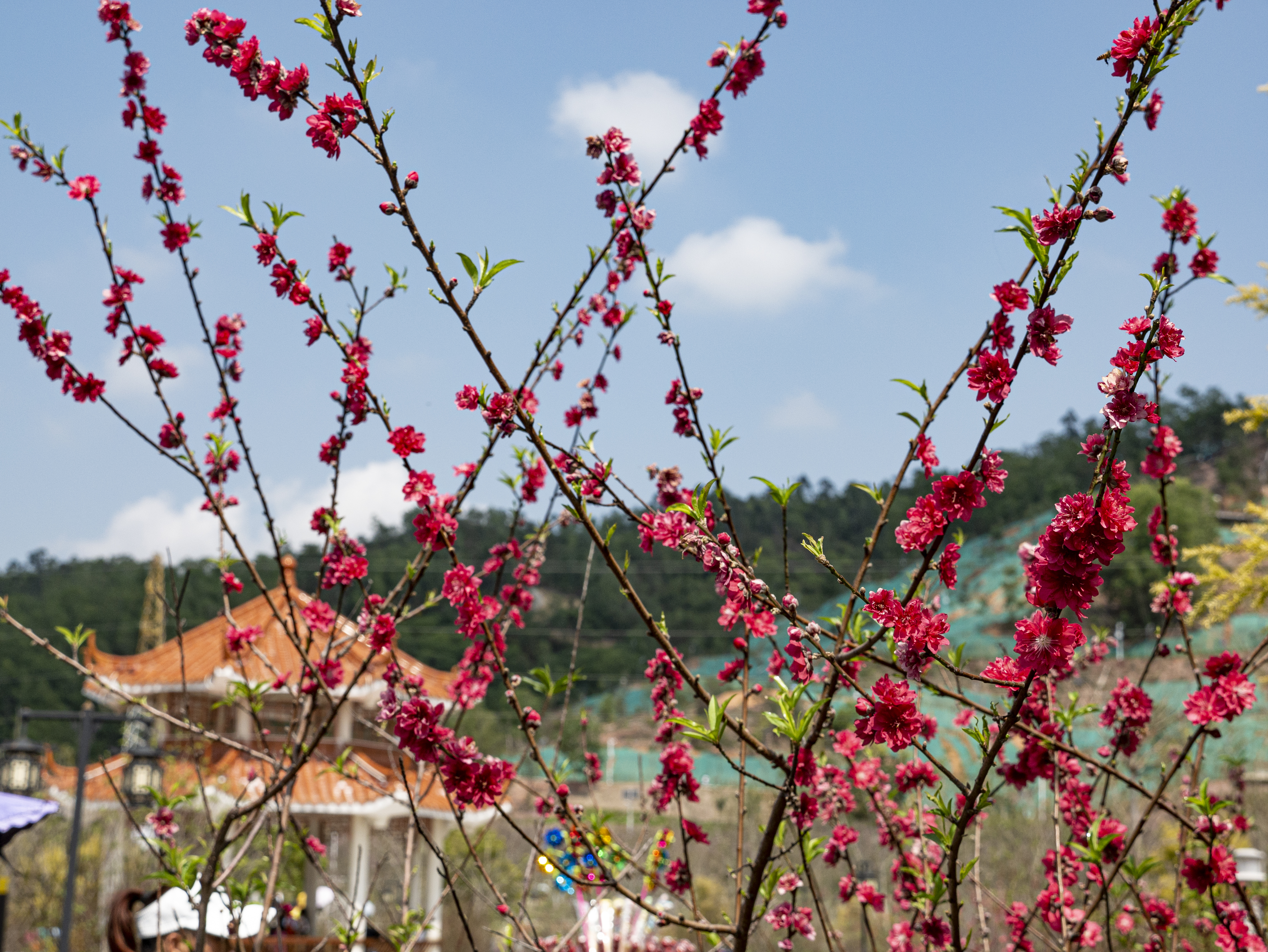 廉江樱花公园图片