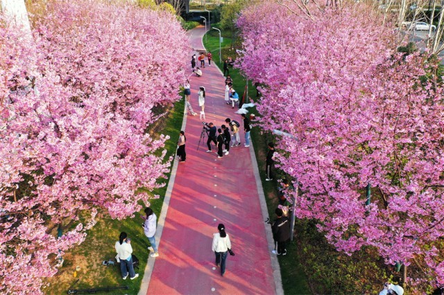 浈江樱花公园图片