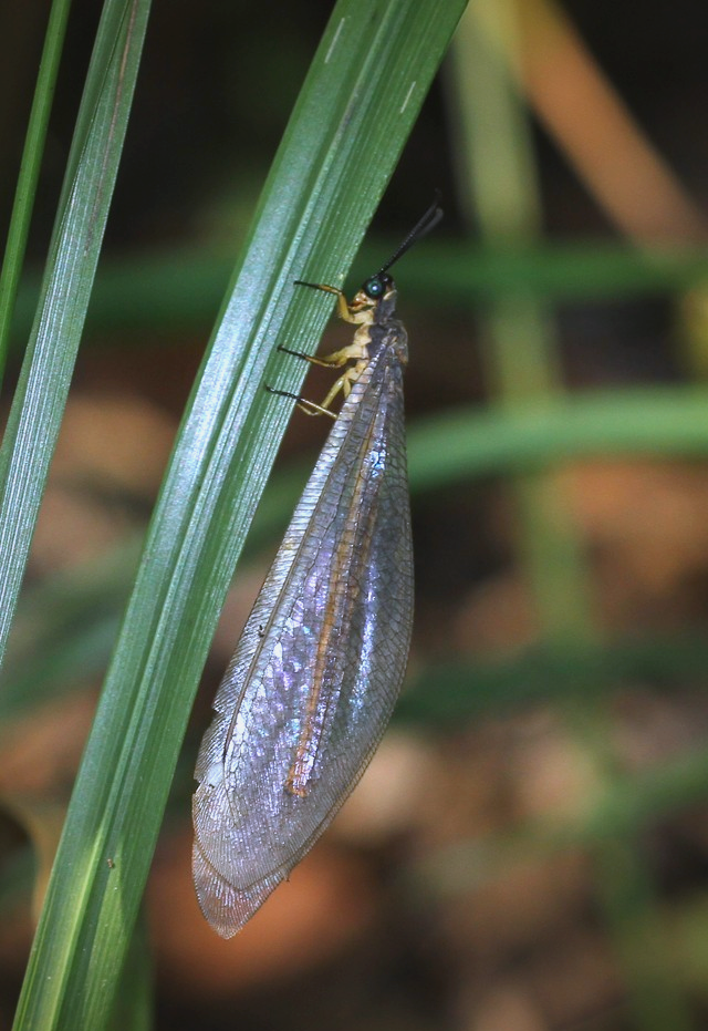 夏日昆虫探秘:蚁蛉的多样种类与独特习性