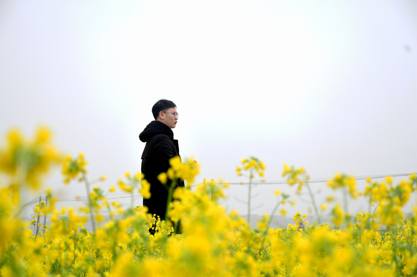 广西宾阳古辣油菜花图片