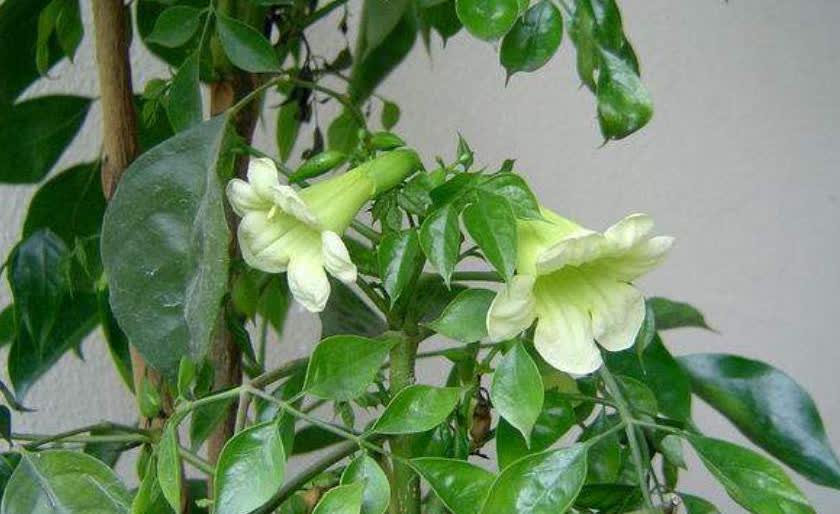 摆5种"财富花",享开花好运,珍惜养家之福