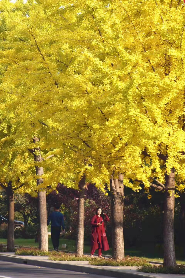 秦皇岛赏银杏地图出炉,一树灿然,满地金黄!