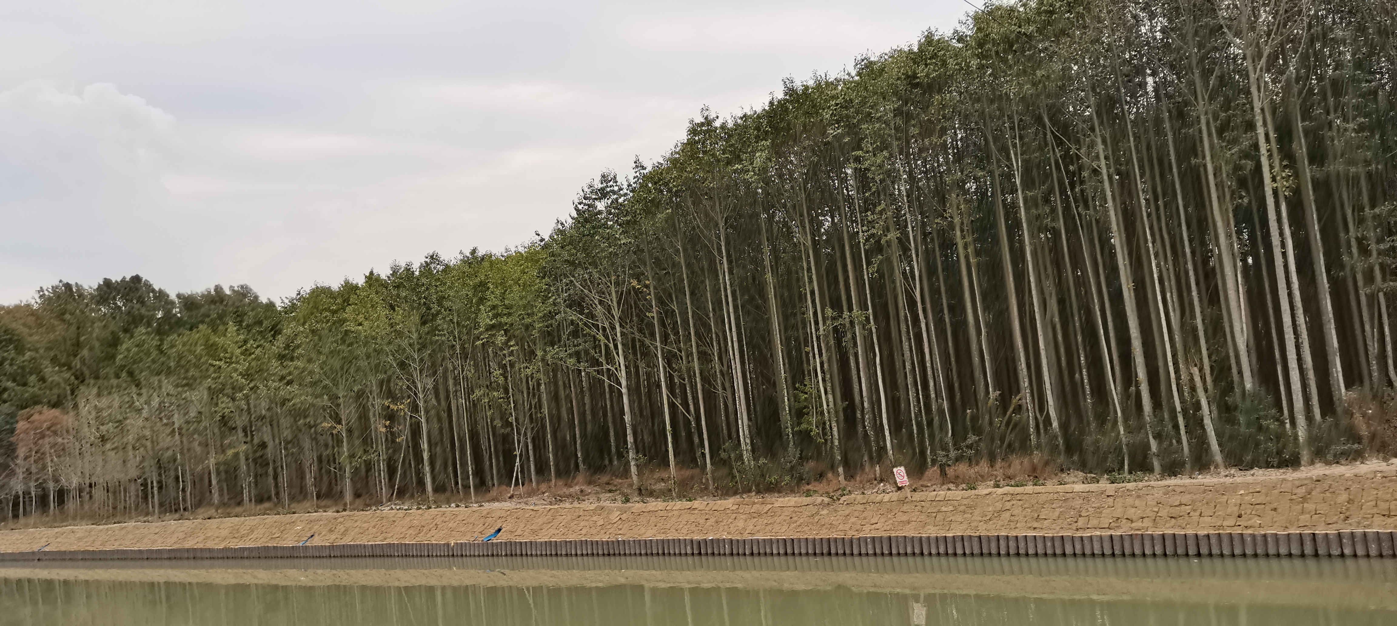 上海的公园:浦江森林公园及其周围的森林