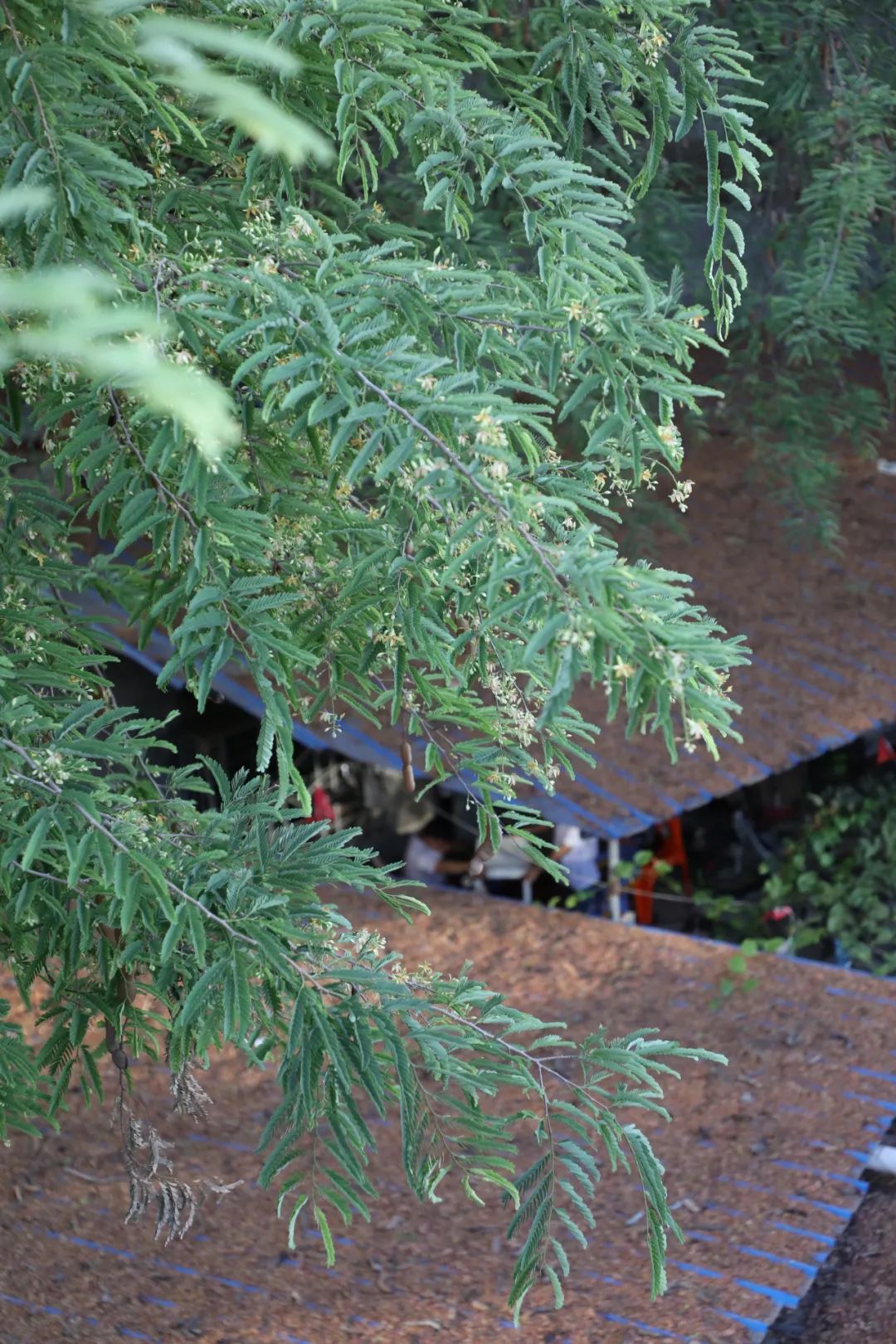走读洋浦:一棵百年酸豆树,有着干冲人最爱的味道
