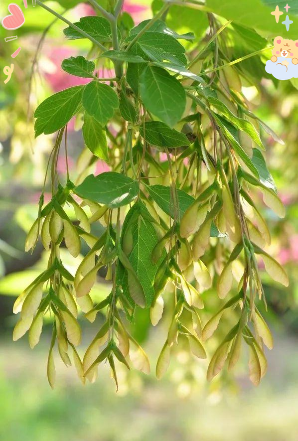 揭秘梣叶槭:从雄株到雌株的奇妙世界