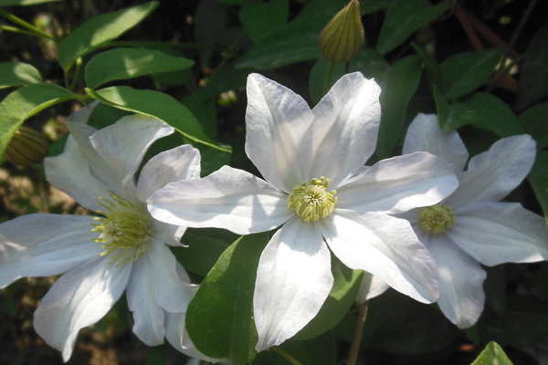 白桔梗花语是什么意思