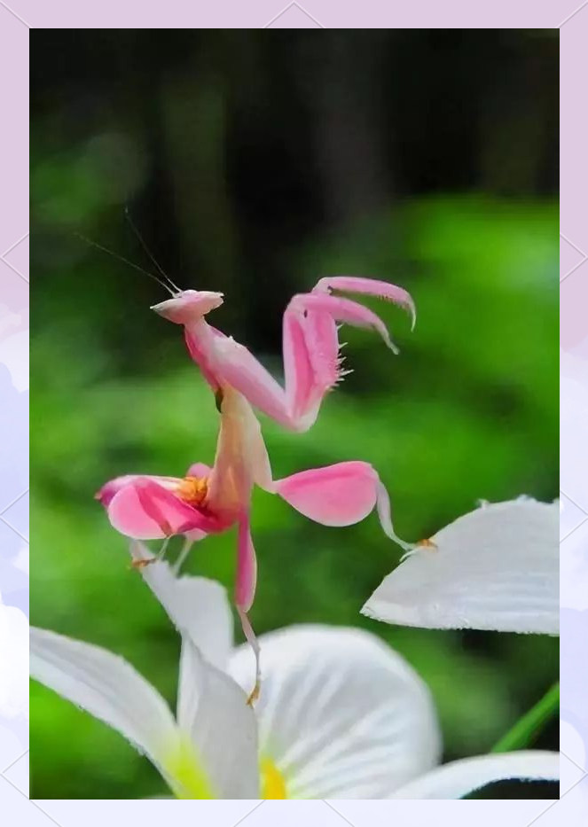 兰花螳螂:伪装成花的顶级掠食者