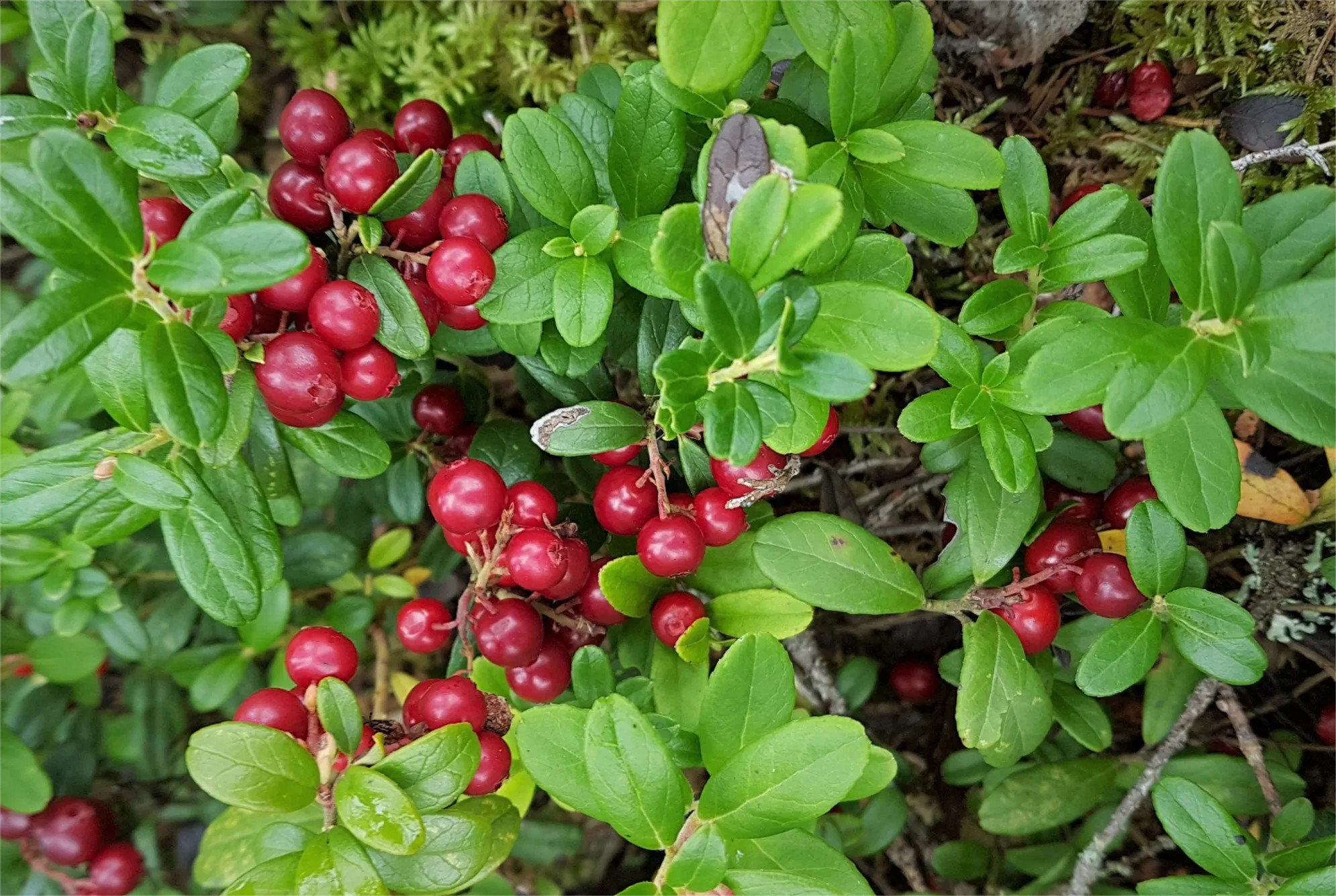 哈尔滨回礼蔓越莓引"农业大摸底",大兴安岭一厂家直播销售近50万