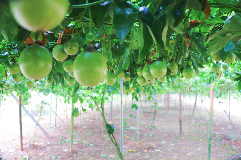 鸡蛋果怎么种植方法