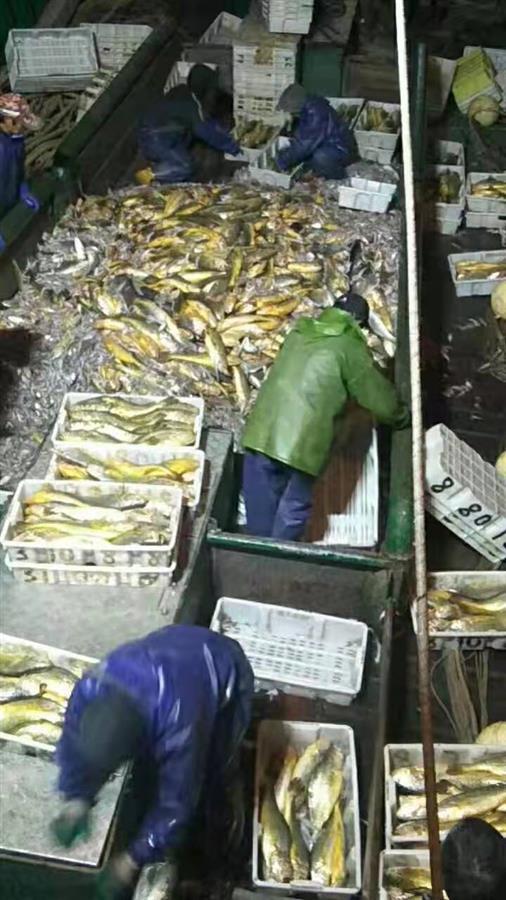 一网捕出4900余斤野生大黄鱼(图源:网络)