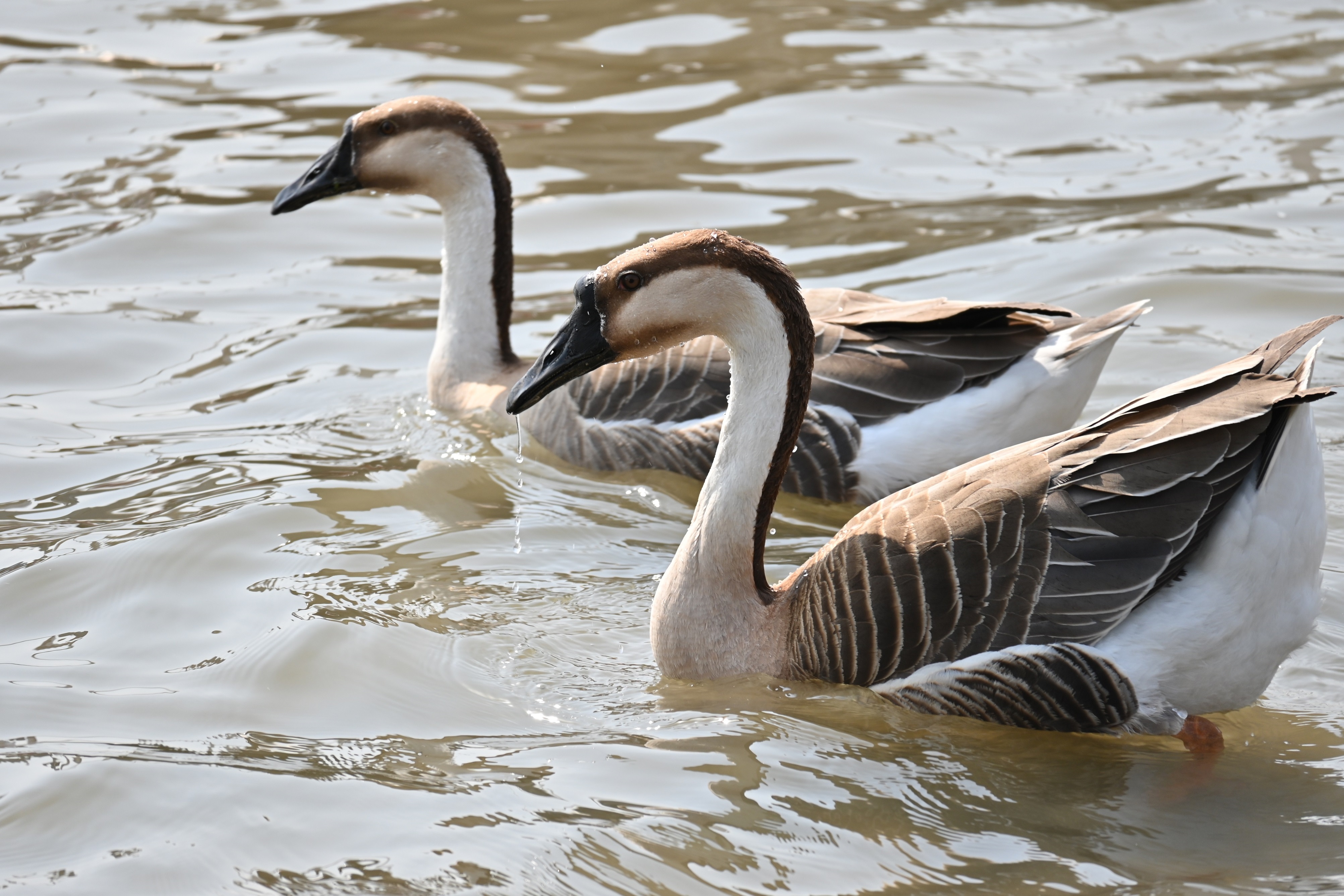 春天,来崇明看大雁!