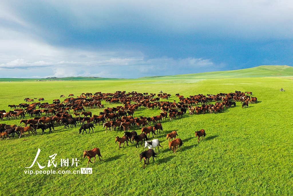 内蒙古额仑草原:水草丰美骏马奔腾
