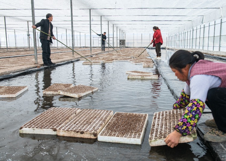 万州区白土镇:漂浮式育苗助力烟菜轮作基地建设