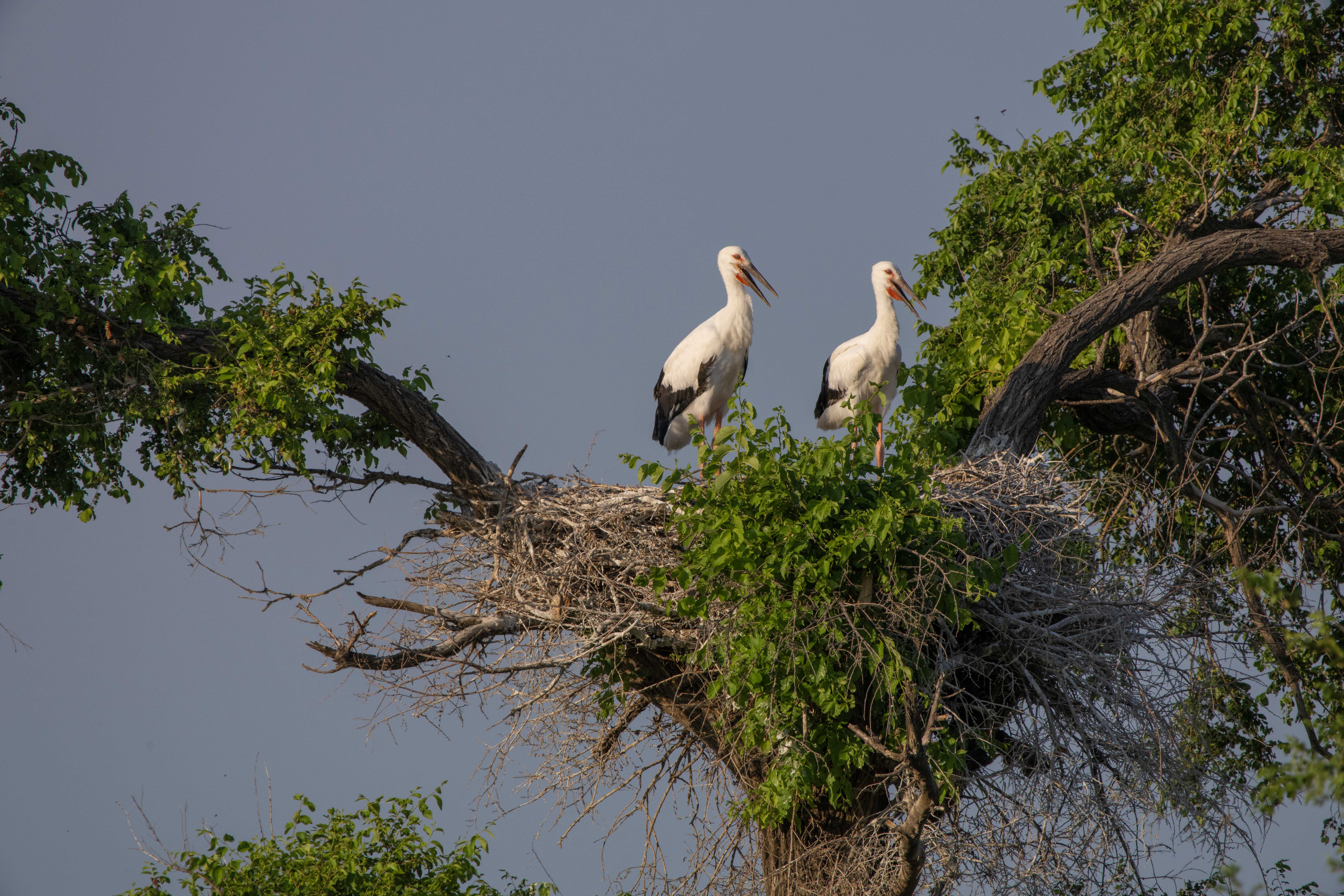 东方白鹳"夫妇"的扎龙爱情故事