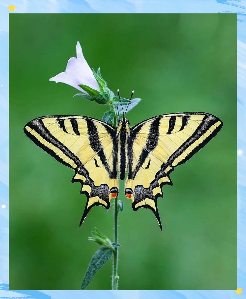 揭秘伊尔凯尔的蝴蝶微距摄影艺术之美