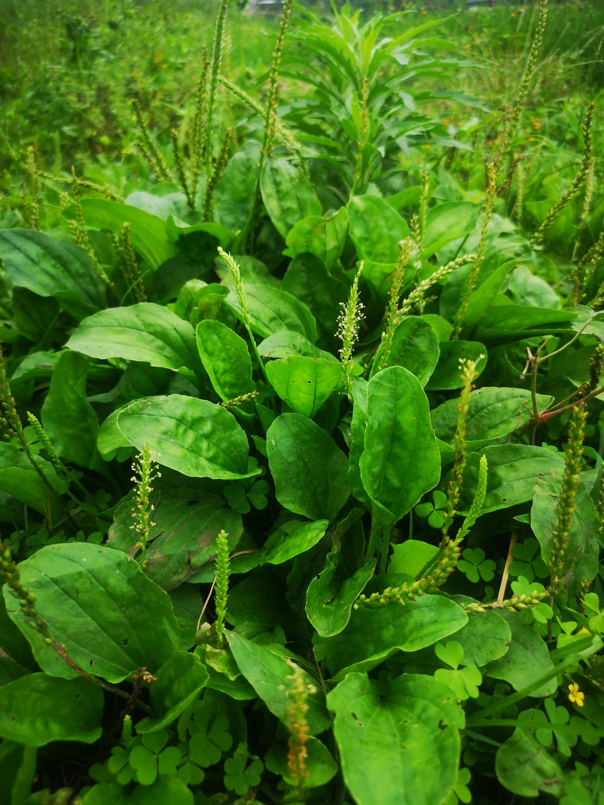 车前草是个宝,用水一煮,好处多多