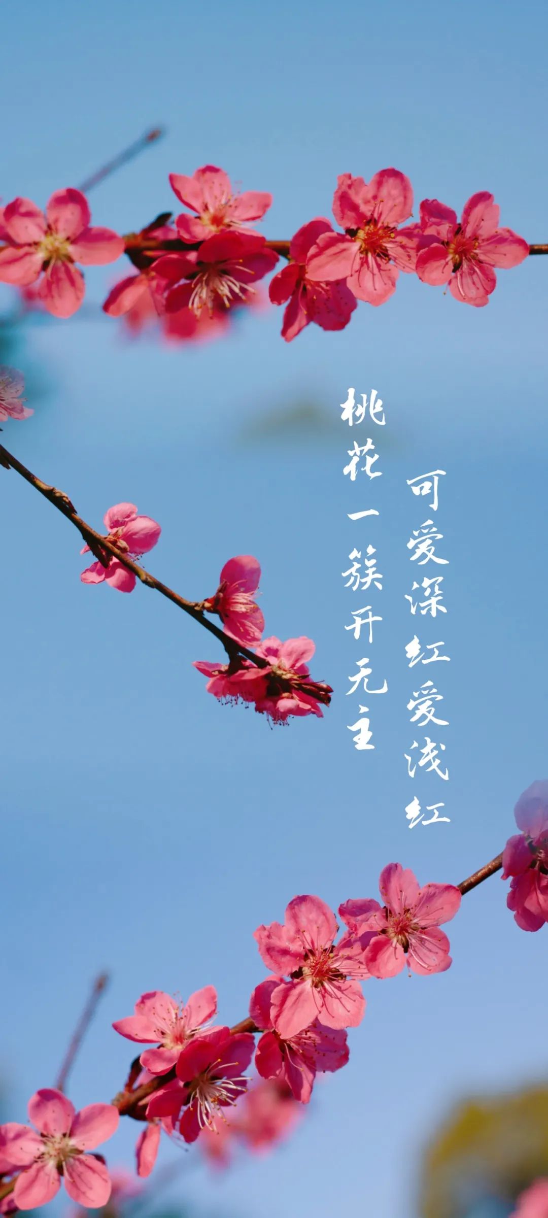 南昌大学的"花样年华"