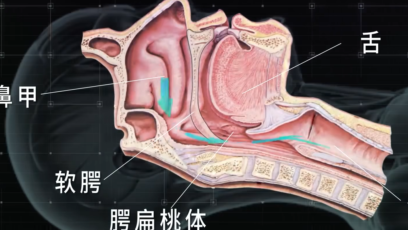 你知道打鼾的原理嗎,又該如何解決呢