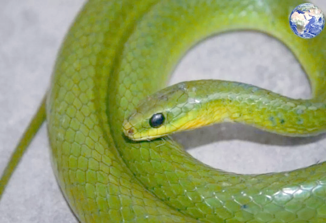 翠青蛇:一种美丽且无毒的蛇类