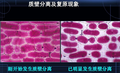 质壁分离复原的原理