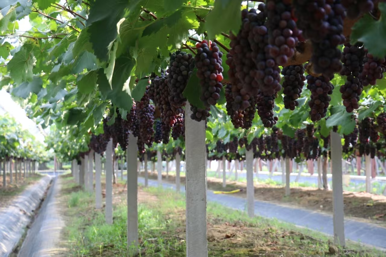 控产提质!合肥大圩葡萄少收1000斤,收入增加1万元!