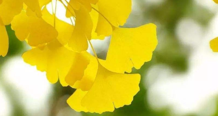 绿化树木名称及价格表