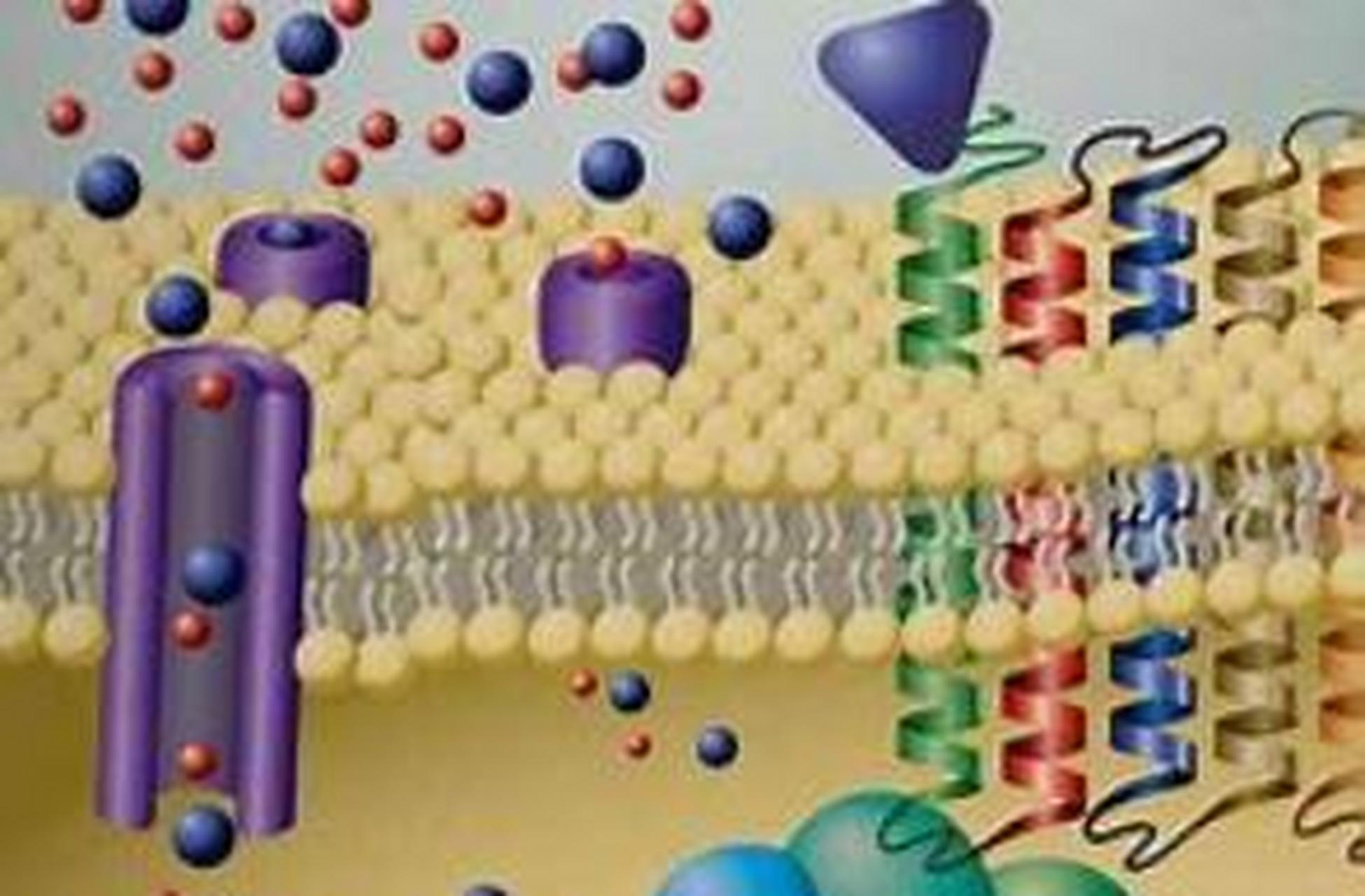 离子通道种类图片