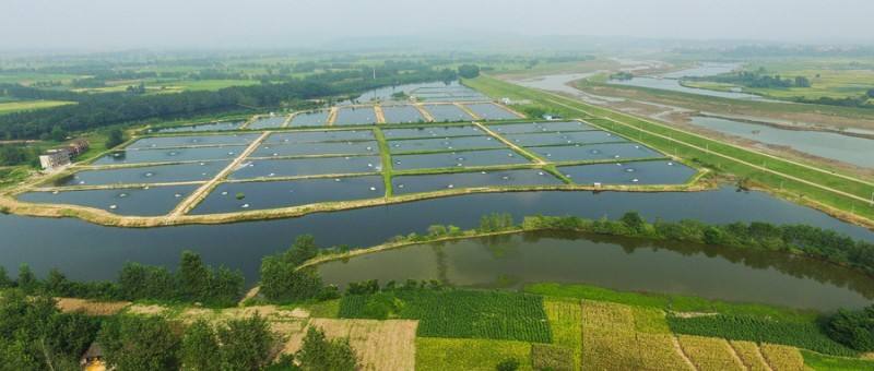 科技賦能向土地要效益,江夏稻蝦魚共生一畝地賺三份錢