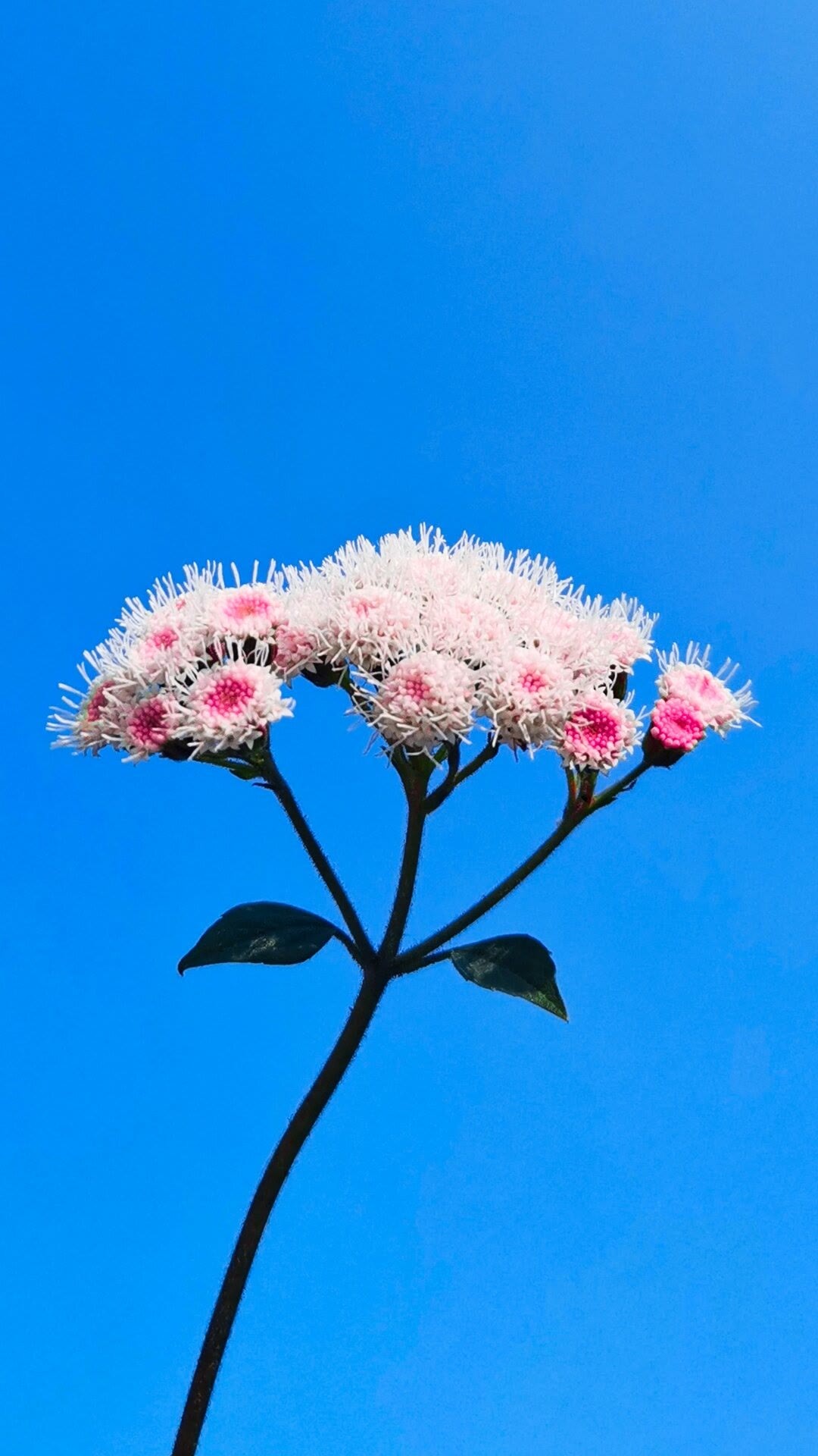 阳光励志的限量版句子,积极向上,选一句送给自己!