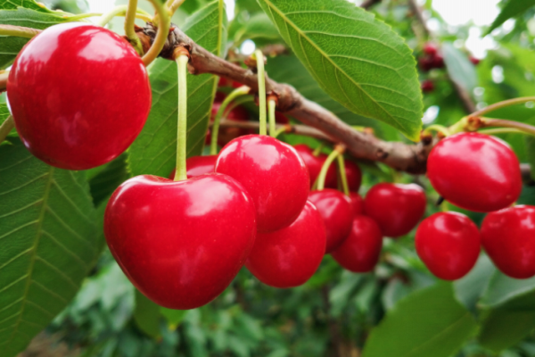 蜜露大樱桃品种介绍